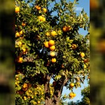 2025 – Echi di Vita N°09 – CHI NON AMA, VEDE SOLO IL MALE ATTORNO A SE’